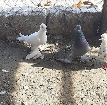göyərçin satışı: Iri lelekli kekilli quslar satilir hamisi ebresden — 2
