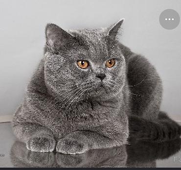 кошка золотая шиншила: На Вязку!!Британская короткошёрстная кошка, окрас «голубой» — 1