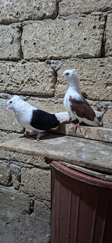 Göyərçinlər: Qoşa əbrəş çəp əbrəş quyruq erkəy qızqın super heyvandı mayasıda qara — 8