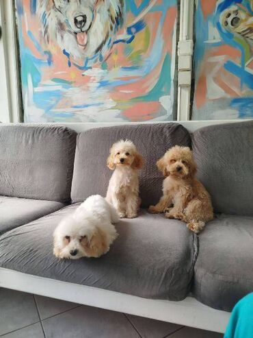 Psi: Patuljasta pudla štenci Štenci patuljaste pudle stari 4 meseca na — 7