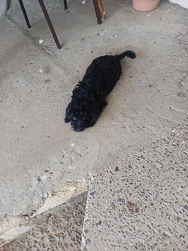 doberman itləri: 1ay 20 günlük
0771951718 — 1
