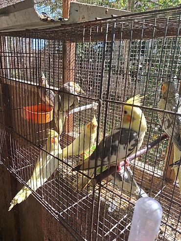 korella satışı: Boz korellalar 35 manat
Qalanları 45 manat — 1