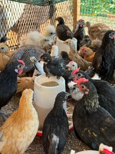куры несушки кант: 🐣Продаю декоративные карликовые породы кур и петухов! Отличные