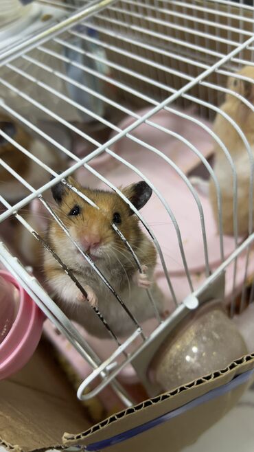 Gəmiricilər: Хомяки отдам за 1 манат! Кто желает напишите — 8