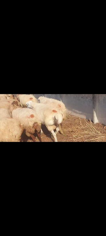 Qoyunlar, qoçlar: Satlır — 10