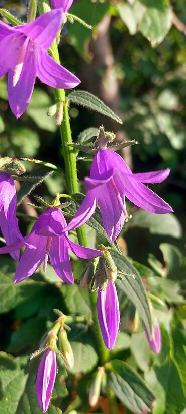 Bal: Müalicəvi Göyçay qaratikan balı 100% tam təbii baldır. Süzülmə bal — 17