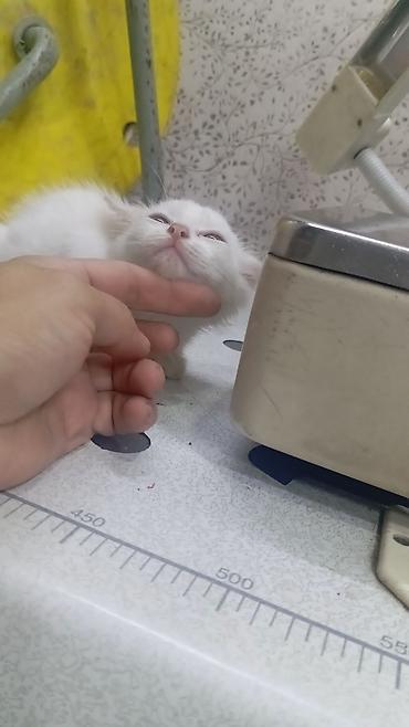 Отдам даром кошку: Отдам домашних котят в хорошие руки.Им сейчас месяц есть белоснежные — 1