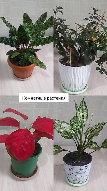 поддон: Комнатные растения в горшках, за все 4 цветка 1500 - Калатея (маранта — 1
