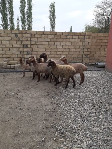 qoyun qoç: 18 Baş heyvandı. 9u erkək qoçdu.6dənəsi dişi quzudu bala