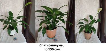 Женское счастье (Спатифиллюм): Спатифиллум, любой за 150сом. распродажа