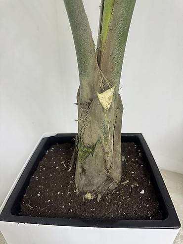 цветы лилия цена: 🌿 Арека гүлү сатылат! 🪴 🌱 Бийиктиги — 2 метр ✨ Абалы сонун, жакшы — 5