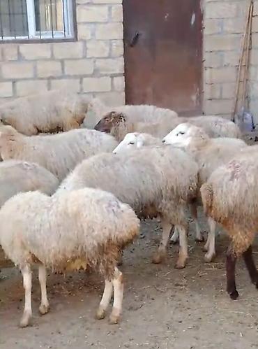 erkey quzu: 31 edet qoçunu almış xam şişek vartam saglam prablemsiz heyvanlardı — 1