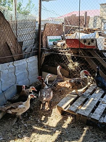 mandarinka ördeyi: Krasnadar sortu ordekler satilir xalamaqor qazi balasi ile barter — 3