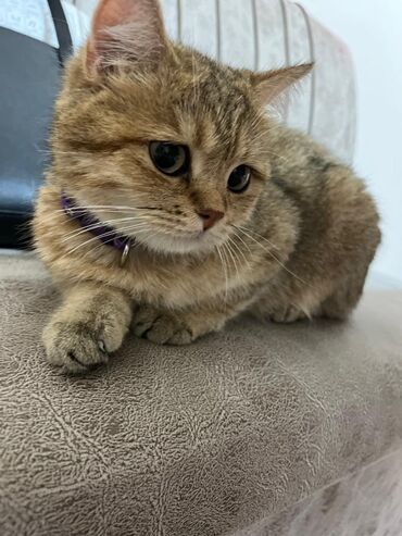 сколько стоит сиамская кошка в сомах: Скотиш Страйт (Шотландская прямоухая), 1 год, Девочка, Золотая шиншилла, Приучена к лотку, Проглистована, С прививками