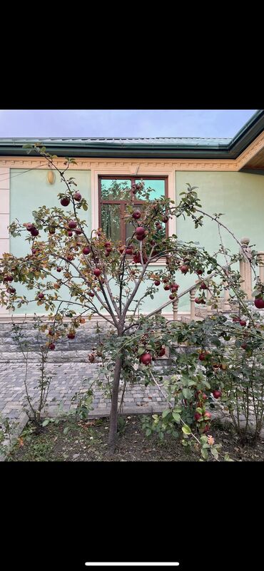 Həyət evləri və villaların satışı: 3 otaqlı, 80 kv. m, Kredit yoxdur, Orta təmir — 17