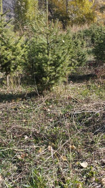 Декоративные деревья: Саженцы деревьев: Туи — 8