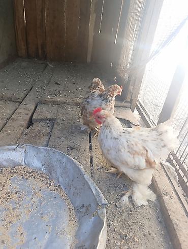 quslar haqqinda melumat: Koxin beçələr 5 aylıqdılar qiymət birinə aiddi sağlamdılar — 6