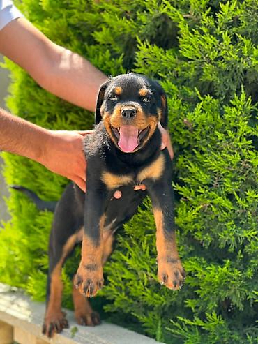 rottweiler satilir: Rotveyler, 2 ay, Dişi — 2