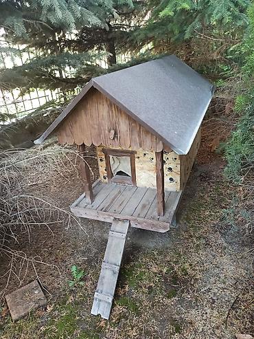 Куры, петухи: Продаю | Куры | Несушки — 9