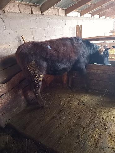 Коровы, быки: Продаю | Бык (самец) — 6