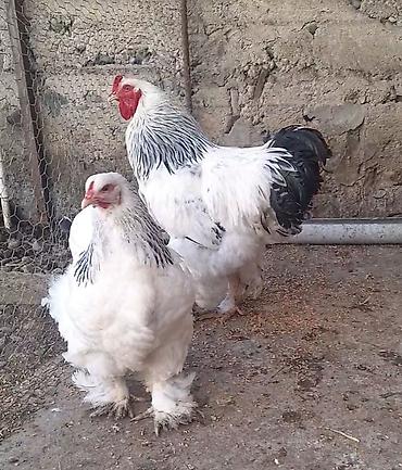 brama cücəsi: Toyuq, Brama, Damazlıq, Rayonlara çatdırılma — 1