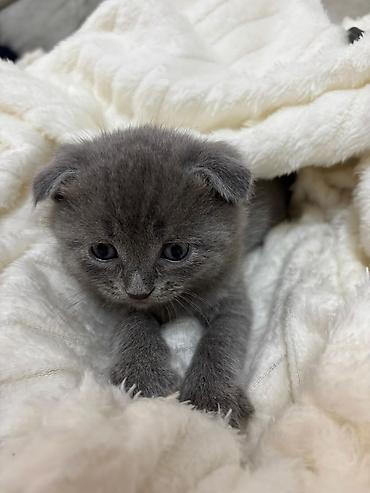 Pişiklər: Britan — 9