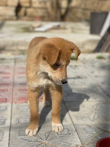 İtlər: İt balaları – mehriban və ağıllı dost axtaranlar üçün - Növ: qarışıq — 6