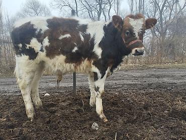 Коровы, быки: Продаю | Музоо, торпок | Полукровка | На откорм | Привязанные — 5