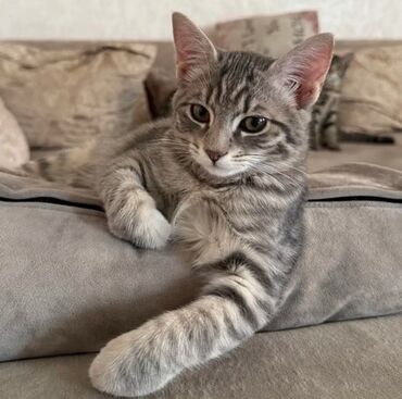 сколько стоят вислоухие кошки: Кошка даром: Беспородная, 5 месяцев, Девочка, Проглистована, Приучена к лотку