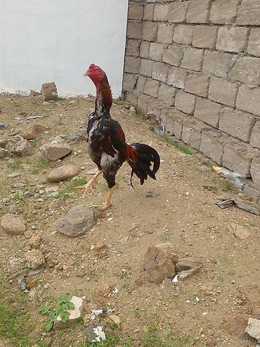heyvan bazari: Xoruz, Brazil, il: 1, Ünvandan götürmə — 10