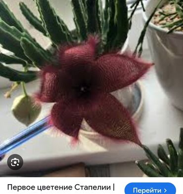 мешок дров цена: Үй жана бакча үчүн декор