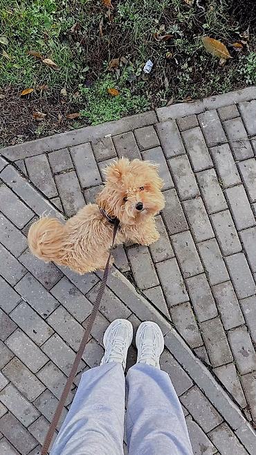 возьму собаку: 🐾 Заботливая передержка и выгул собак 🐾 Вам срочно нужно улететь — 2