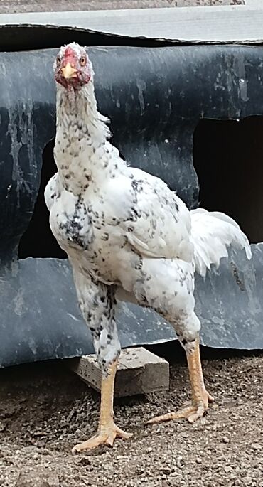 Xoruzlar: Xoruz, Heyratı, il: 1, Ünvandan götürmə — 9