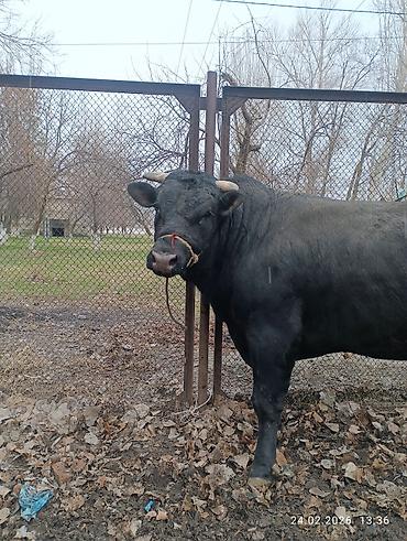 Коровы, быки: Продаю | Бык (самец) | Абердин-ангус | На забой, Для разведения, На откорм | Осеменитель, Искусственник — 10