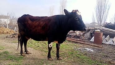 Digər heyvanlar: İney ve balasi satılır — 4