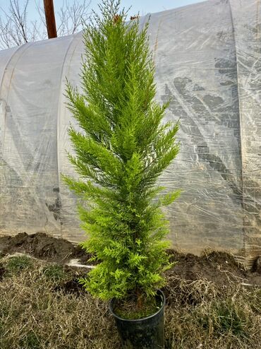 Tinglər: Məhsul: İynəyarpaqlı dekorativ ağac və xurma tingləri - Thuja/Kiparis — 4