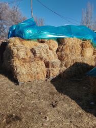 продам бу оборудование для птицефабрики: Солома прошлогодняя ячмень-пшеничняя в перемешку по 150 сом самовывоз