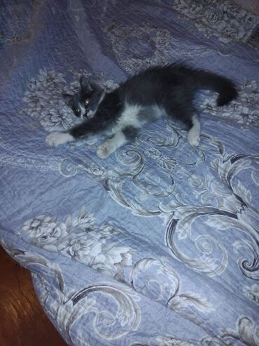 Pişiklər: Meyn-kun, Erkək, Yaxşı əllərə, Ünvandan götürmə — 10