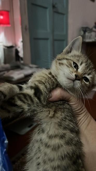 Продажа кошек: 2 месяца, Мальчик, Приучена к лотку — 2