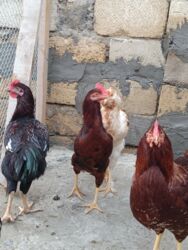 Digər quşlar: 6 eded 3 ayliq amroks cinsi(3 fere 3 xoruz)6 ededi 65azn. 8 eded 5 — 7