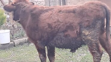 Inəklər, öküzlər: Iki baş erkək dana satılır — 8