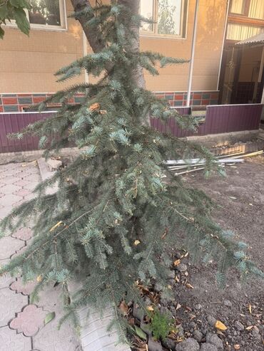 продаю голубую ель: Ель голубая (Picea pungens ‘Glauca’) - Породистая декоративная