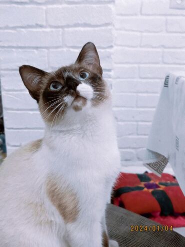 Коты: СРОЧНО! СРОЧНО! Продается сиамский кот 8-9 месячный. Любит