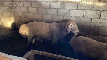 английский дог цена: Продаю | Баран (самец) | Для разведения | Племенные