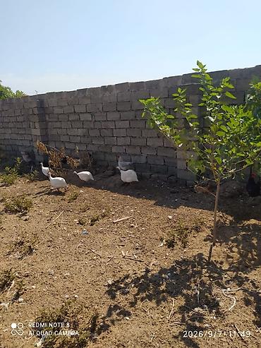 ev heyvanları: Firengler 25 manat 1 il 2 ayliq yumurtuyurlar(metroya catirma var — 1
