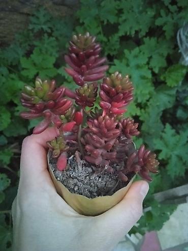 Otaq bitkiləri: Сциндапсус N-Joy — 6