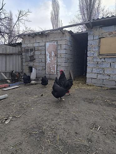 Куры, петухи: Продаю | Куры | Домашняя | Несушки — 8