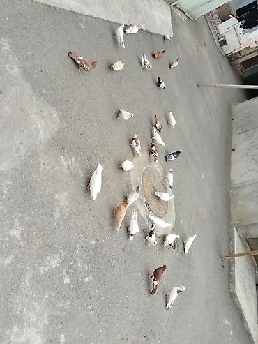 goyercin satilir: Quşlar satılır 29 quş gəncə 0559454515 — 5