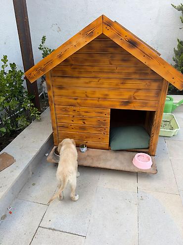 tük töken: Retriever, 3 ay, Erkək, Peyvəndli, Pulsuz çatdırılma — 5