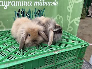 dovşan balaları: Minidovşan balaları – müxtəlif rəng və növlər - Sevimli dekorativ — 3